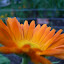 Calendula Alpha
