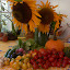 jasonphanley's Sunflower garden
