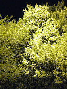 Hanamizuki in Forest Hills 2010 Spring Hanamizuki in Forest Hills 2010 Spring