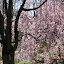 Cherry Blossom at Brooklyn Botanic Garden