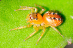  macro