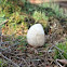 Puffball