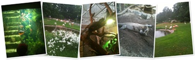Visa djuren parken zoo