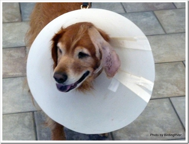 Oh, NO! I am a "cone dog" again