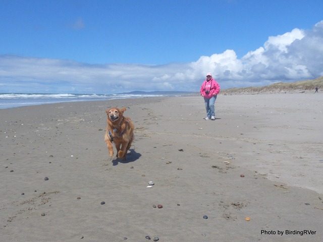 Raider the Beach Dog running down the beach