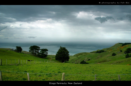 Otago Peninsular Dunedin New Zealand Poh Wei
