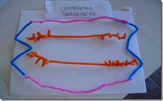 CONTRACTEDsarcomere