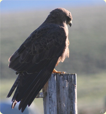 IMG_8663 IMG_8663