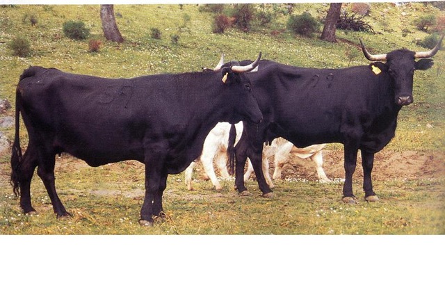 [NEGRAANDALUZA2.jpg]