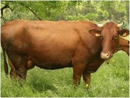 [PASIEGA2.jpg]