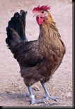penedesenca