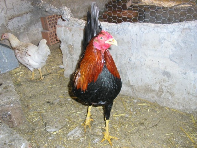 [COMBATIENTEESPAOL3.jpg]