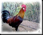 UTRERANA