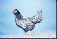 ANDALUZA AZUL
