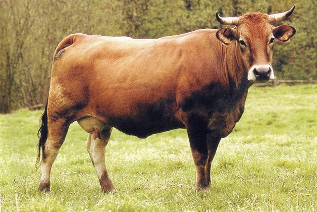 [ASTURIANA5.jpg]
