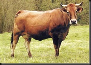 ASTURIANA
