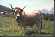 ASTURIANA MONTAÑA