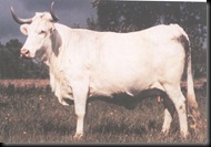 BLANCA CACEREÑA