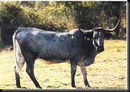 CARDENA ANDALUZA