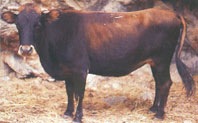 [MALLORQUINA3.jpg]