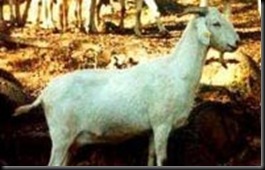 blancaandaluza
