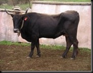 SERRANA TERUEL