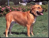 ca_bou