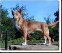 GUICHO