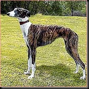 galgo_espanol
