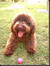 PERRO DE AGUAS