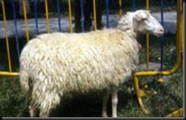 OvinaMallorquina1