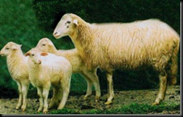 ovinamenorquina1
