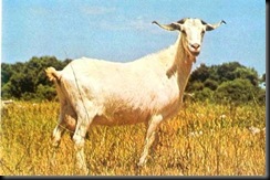 celtiberica2