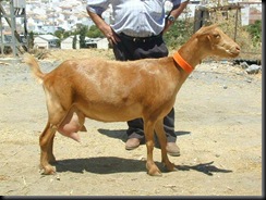 MALAGUEÑA