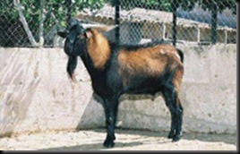mallorquina1