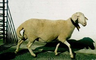 [CASTELLANA3.jpg]