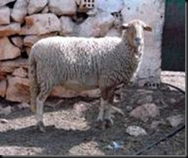 Lojeña1