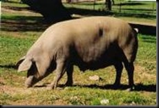 IBERICA ENTREPELADO