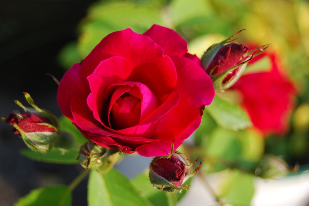 [DSC_0087[1].jpg]