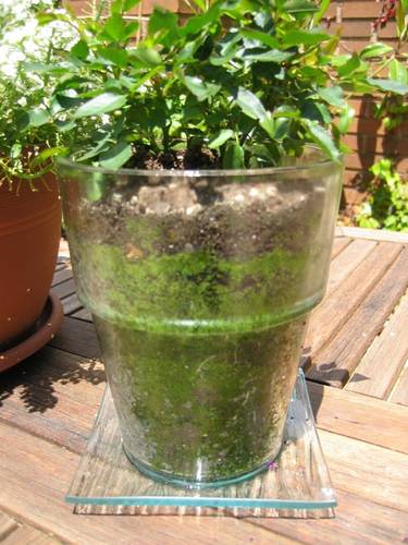 macetas de cristal para plantar
