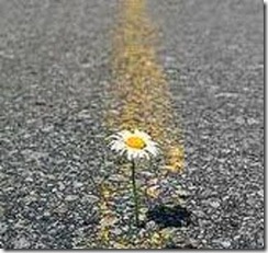 flor no asfalto