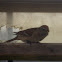 American Tree Sparrow