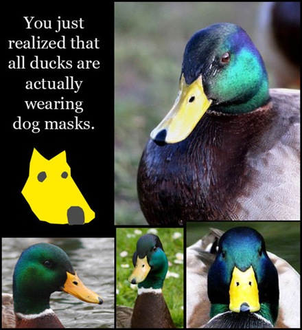 [duck_dog_mask[2].jpg]