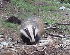 Barsukas