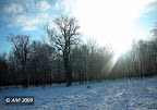 Ąžuolynas