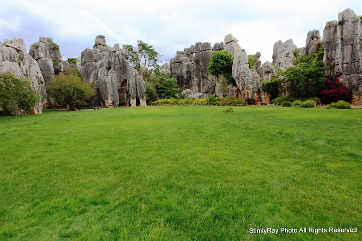 "Stone Forest"