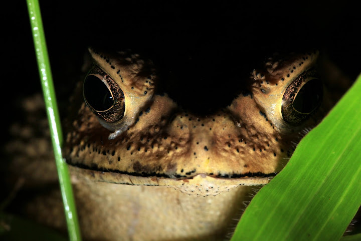"Peeping Toad"