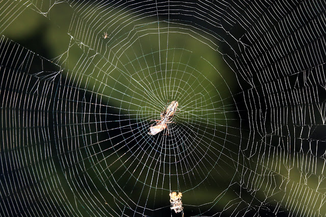 "Spider Web"