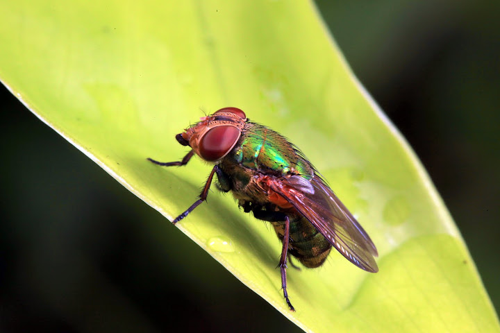"Colourful Fly"