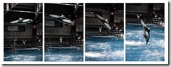 Dolphins